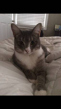 Rehoming 2 Year Old Cat (Near Village Pointe)