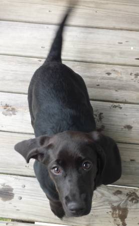 rehoming 4 month old labhound mix (Lawrence)