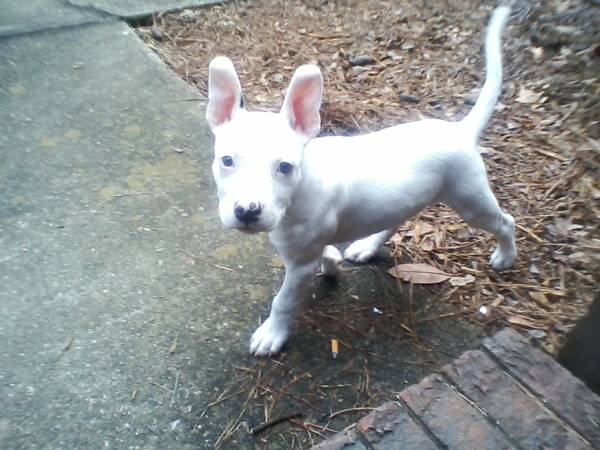 rehoming all white male puupy