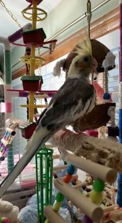 Cockatiels for rehoming (independence)