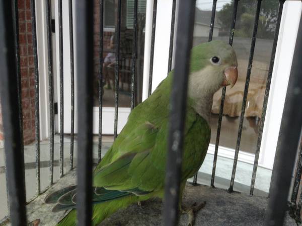 Rehoming beautiful parrot (Lakeview)