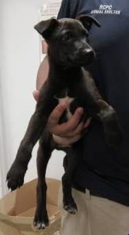 REHOMING BLACK amp WHITE MALE PUPPY (Russell County Phenix City, AL)