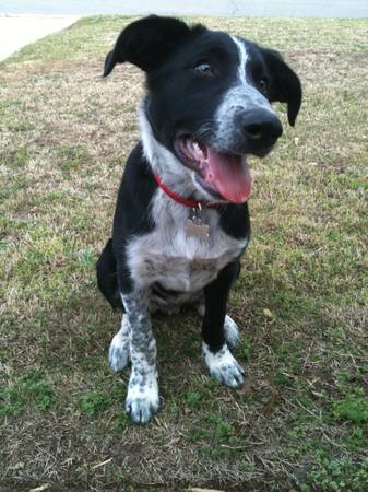 Rehoming Border Collie (Oklahoma City)