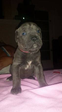 rehoming Cane Corso puppies (United States)
