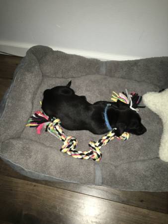 Rehoming chiweenie lab puppy (Eagle creek)