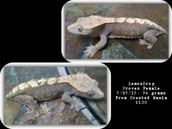 Rehoming Crested geckos (Deland)