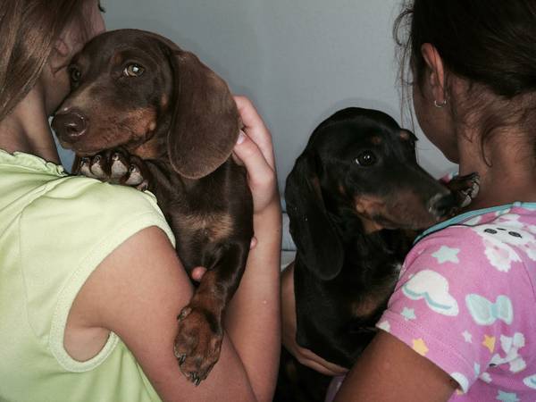 Rehoming Dachshunds