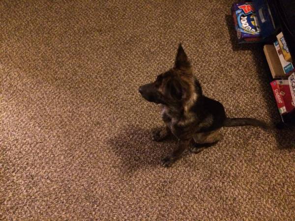 Rehoming German Shepard Pup