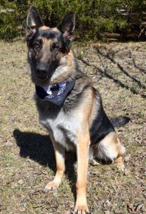 Rehoming German Shepherd