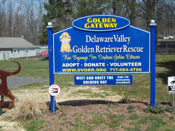 Rehoming Goldens (Reinholds, PA)