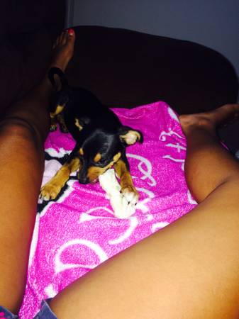 Rehoming iny puppy really playful (Metairie)