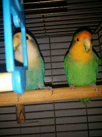 rehoming love birds and cage (north ridgeville)