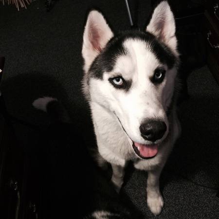 Rehoming male husky