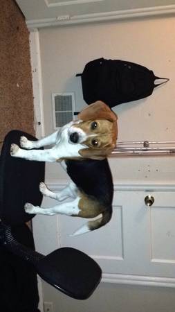 rehoming my 1yr old beagle