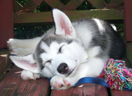 rehoming my two siberian husky puppies in grand