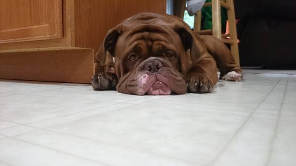 Rehoming Olde English Bulldogge (Council Bluffs)