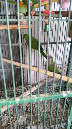 Rehoming one young green quaker parrot (Palm beach County)