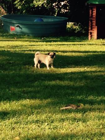 Rehoming pug Pekingese must go to great home (South Omaha)