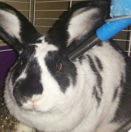 Rehoming Rabbit (Goshen)