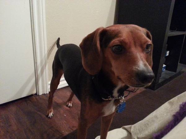 Rehoming the sweetest beagle mix (Carrollton)