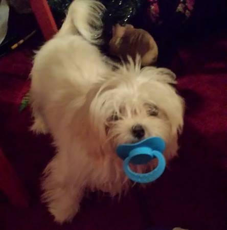 REHOMING TOY MALTESE (OCEAN SPRINGS)