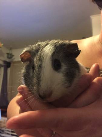 rehoming two guinea pigs