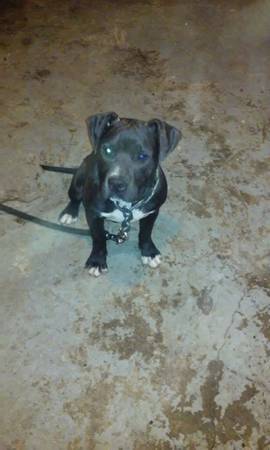 Rehoming Two LoveAble Puppy PitBulls128054128054 (kansas city north)