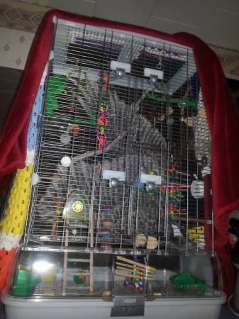 Rehoming two parakeets (N. Reading)