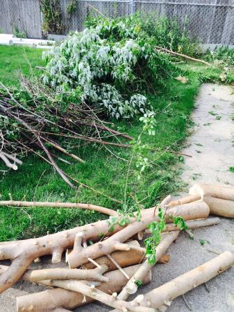 Remove cut up small tree and misc boards (chicago)