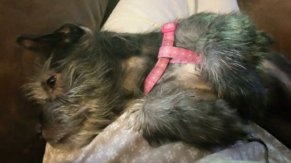 Rescue Dogs Need Homes (Pompano Beach)