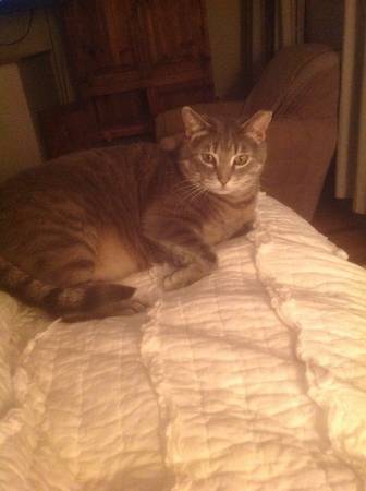 Rescued cat needs home  He likes dogs and cats (Cleveland)