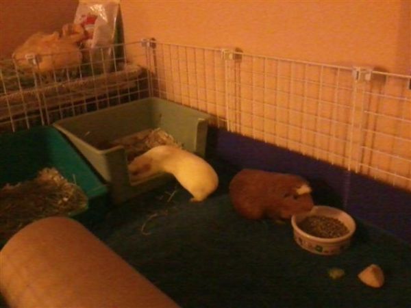 Rescued Guinea Pigs Need Loving Homes (New England)