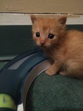 Rescued Kitten needs good home (Frankln County)