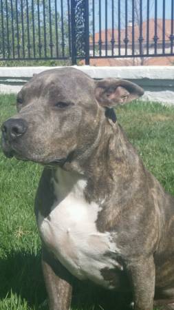 Rescued pitbull desperately seeking adoption or foster