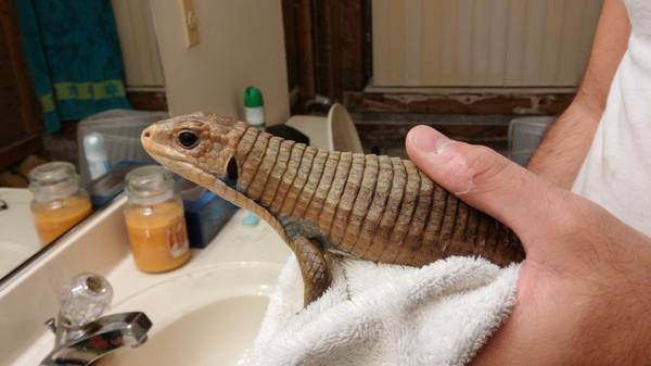 Rescued plated lizard looking forever home (Lake Worth)