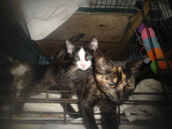 Rescued two kittens 3 months old need forever family homes (Will Deliver anywhere in Oklahoma)