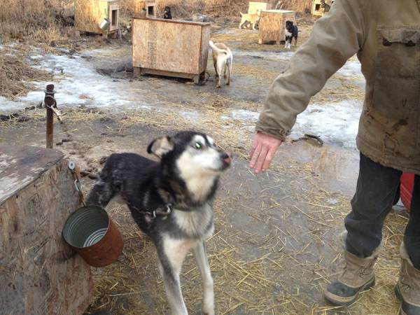 Retired sled dog (Butte)