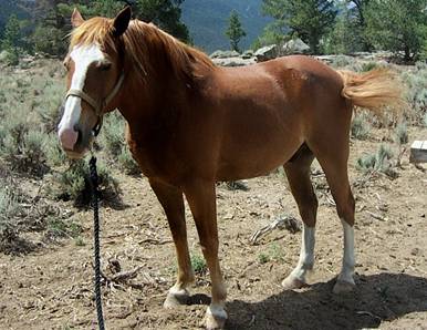 Retired trail horses free for adoption (Dubois)