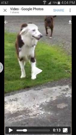 Reward LOST AUSTRALIAN SHEPPARD (Snoqualmie)