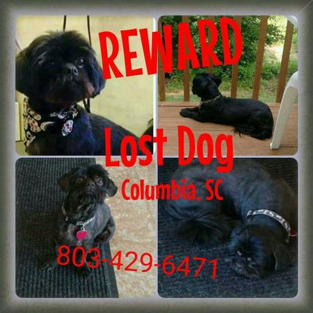REWARD LOST DOG (303 Gadsden St)