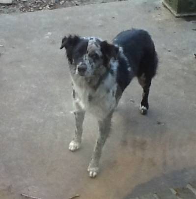 REWARD Lost female Australian Shepherd (Murfreesboro)