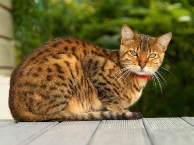 REWARD Lost Gold Bengal Cat (FOSTER VILLAGE)