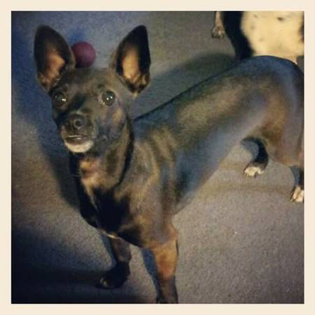 REWARD Missing Black Chiweenie  (Chihuahua Dachshund mix) Gallatin (Douglas Bend Area)