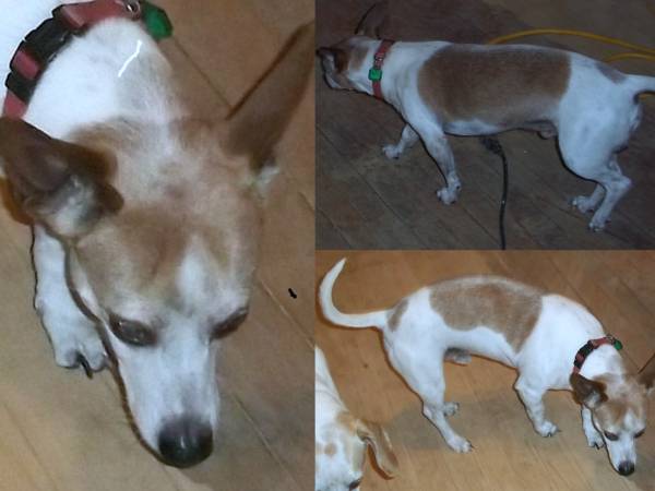 REWARD UPDATED PICTURE STILL MISSING  WHITE amp BROWN MALE DOG (OKC)