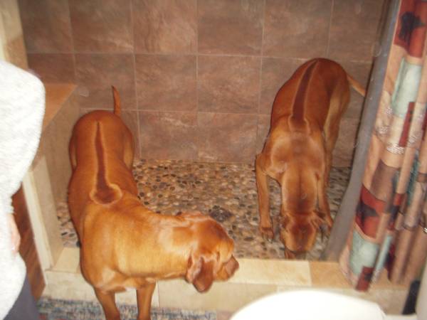 Rhodesian Ridgebacks