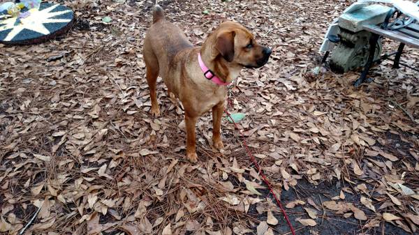 Ridgeback mix, 4 years old