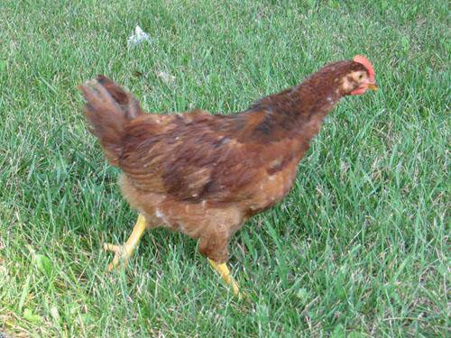 RIR Roosters  3 mo old (Batavia, OH)