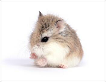 Robo Dwarf Hamster Wanted