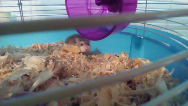 Robo hamster (cola)