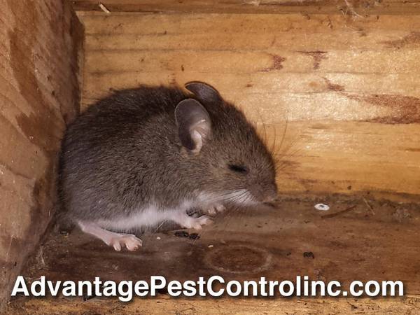 Rodent amp Pest Control (MA)